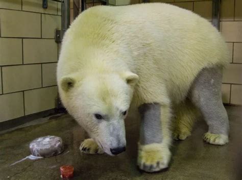 Polar bears have black skin and clear, hollow fur. Their clear fur allows more sunlight to reach ...