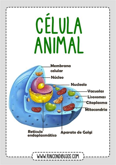 Partes de la Celula Animal - Rincon Dibujos | การ์ดทำมือ, การศึกษา, งาน