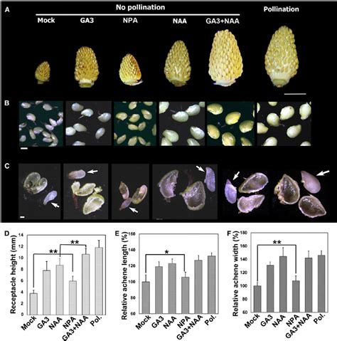 Parthenocarpic Fruit Development Induced by Auxin and GA. | Download Scientific Diagram