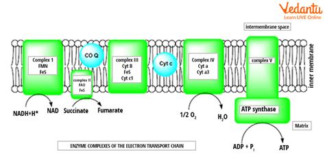 Electron Transport Chain Diagram