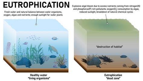 365 Days of Climate Awareness 49 - Eutrophication - The Good Men Project