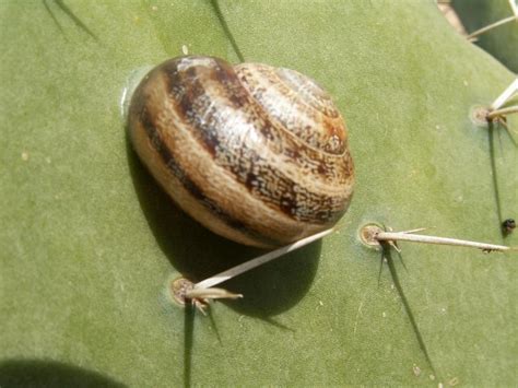 Caracol // Snail (Otala lactea) photo - Valter Jacinto photos at pbase.com