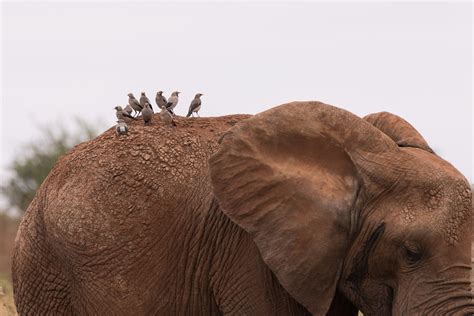 Elephant Herds in Tanzania 2024 - Rove.me