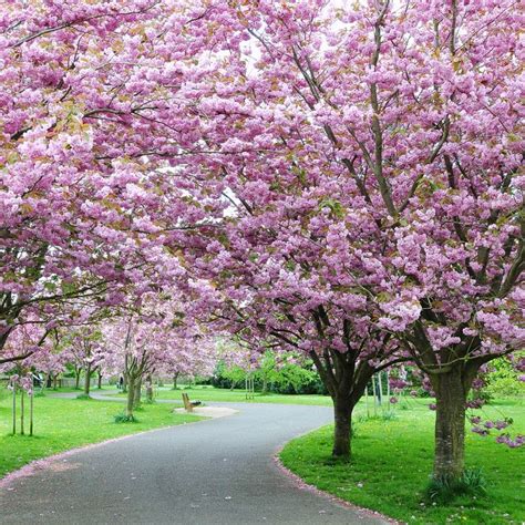 All About Cherry Blossoms: Facts and Planting Tips | Tree lined driveway, Driveway landscaping ...