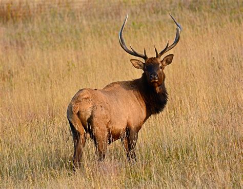 Wild Profile: meet the North American elk - Cottage Life