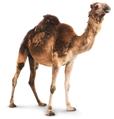 Camel Facts For Kids | Fun Facts About Camels | DK Find Out