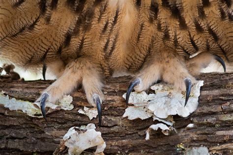 Eurasian Eagle Owls Talons Closeup stock photo