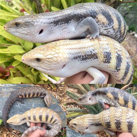 Morphs - NORTHERN BLUE TONGUE SKINK MORPHS, LOCALES AND CARE!!