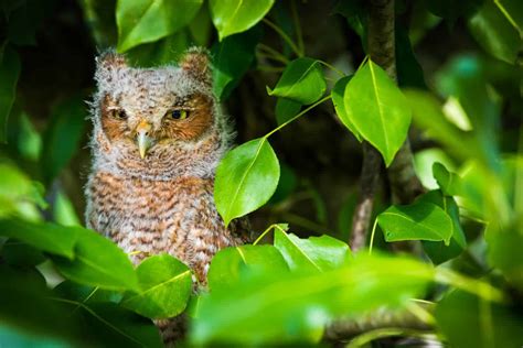 Owls In Missouri: 8 Species Showcased In The Show-Me State