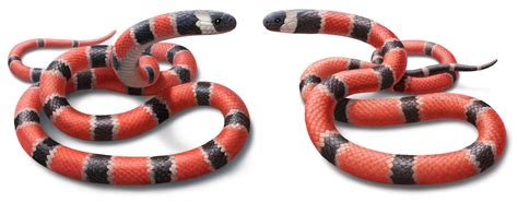 Species New to Science: [Herpetology • 2016] Coral Snakes predict the Evolution of Mimicry ...