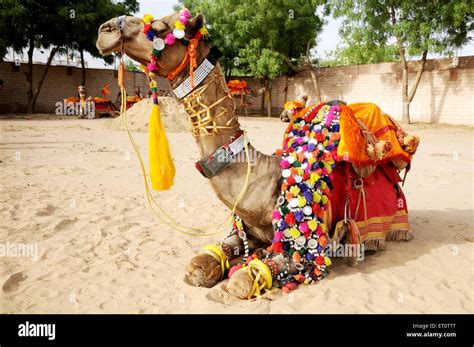 Decorated camel sitting, India Stock Photo - Alamy