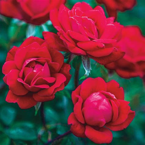 Double Flowering Knockout Tree Rose Plants, Bulbs & Seeds at Lowes.com