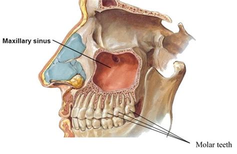 Molar Anatomy