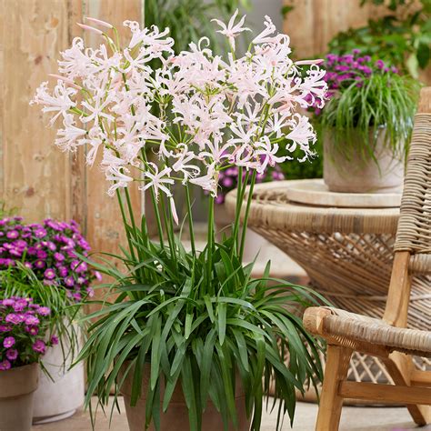 Nerine bowdenii Vesta K - J Parker Dutch Bulbs (Wholesale) Ltd. (B2B)