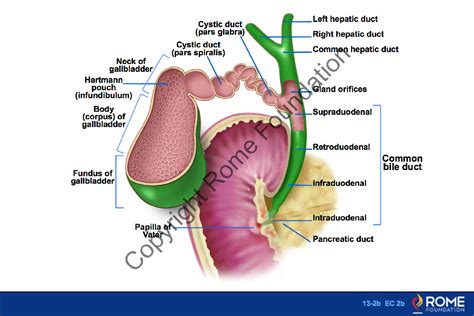 Gallbladder Infundibulum