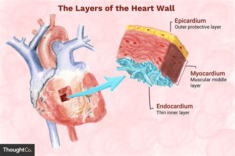 The 3 Layers of the Heart Wall