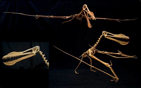 Pterosaur | Extinct Animals