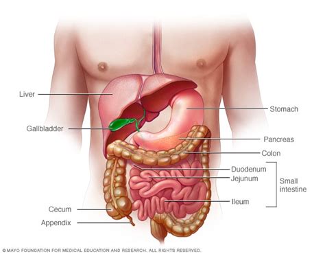 Digestive system - Mayo Clinic