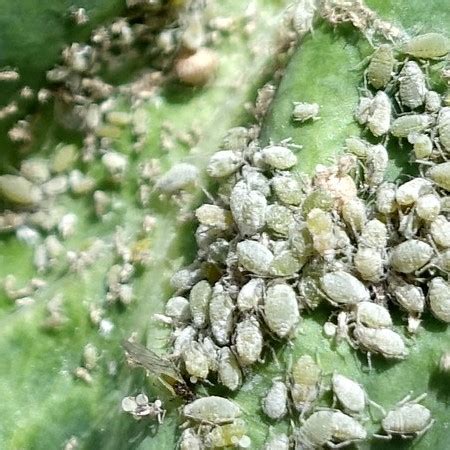 Aphids | Life Cycle & Reproduction - Lesson | Study.com