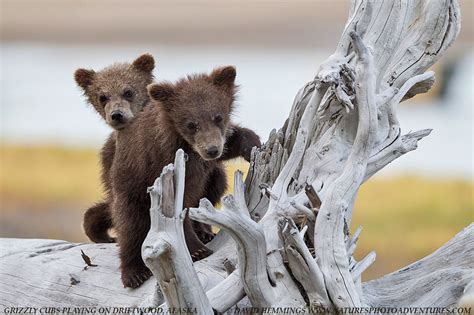 Pin on For the Love of Bears