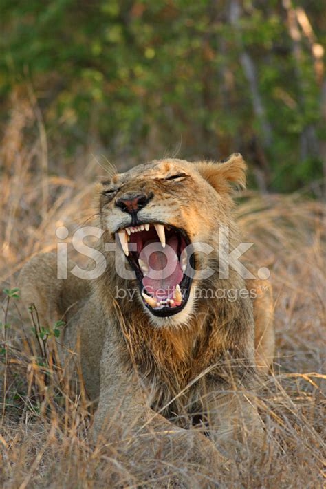 Male Lion Roaring Up Close . Stock Photo | Royalty-Free | FreeImages