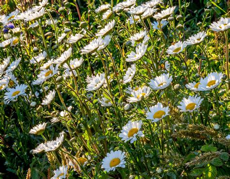 Ann Miles Blog: Flowers in Guernsey