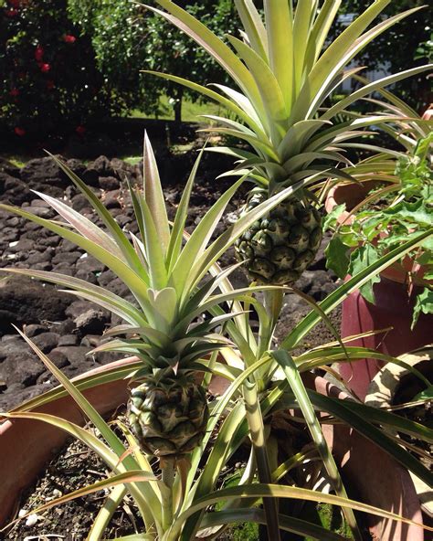 Grow your own pineapples by taking the crown off another pineapple and root it in dirt ...