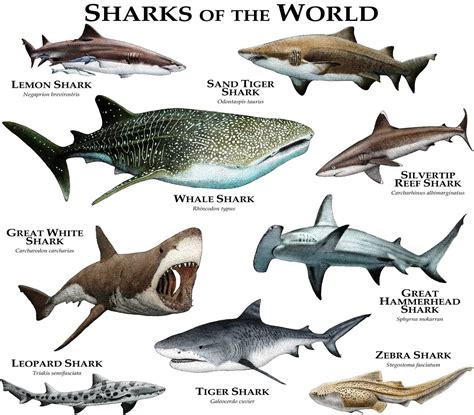 Sharks of the World