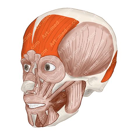 Occipitofrontalis muscle: making you surprised and confused ...