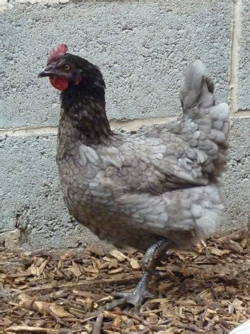 Sunnyside Poultry Hybrid Hens for Sale