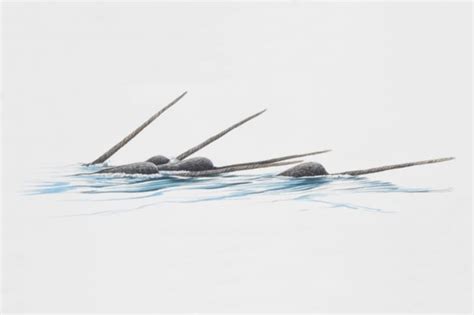 7 Fascinating Facts About Narwhals | Mental Floss