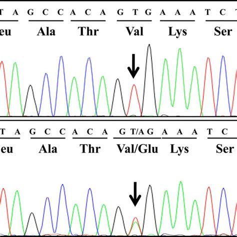 Sequence analysis of the canine BRAF gene. (A) Wild-type sequence... | Download Scientific Diagram