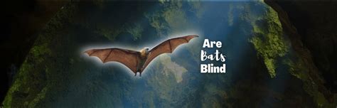 Are Bats Blind? Discover the Fascinating World of Bat Senses