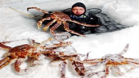 Amazing Fishing Alaska King Crab on Sea Ice - Fastest Fish Catching on ...