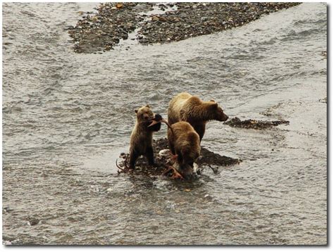 Grizzly Bears in Alaska