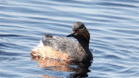 Black-necked Grebe | MarkEisingBirding