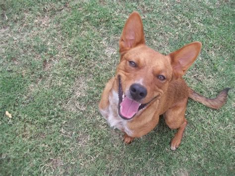 Bizzle - Medium Male Red Heeler Mix Dog in WA - PetRescue