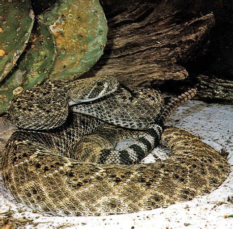 7 Venomous oklahoma snakes ideas | snake venom, snake, oklahoma