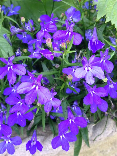 Blue Lobelia | Spring flowers, Plants, Flowers