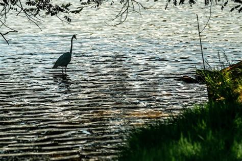 Premium Photo | Heron on the lake in nature