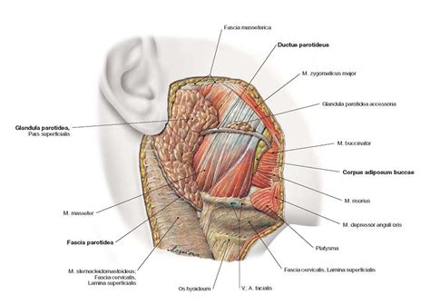 PAROTID GLAND ANATOMY | Parotid gland, Gland, Anatomy