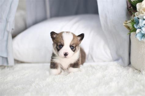 Teacup Corgi: Why Is It So Small And Cute?