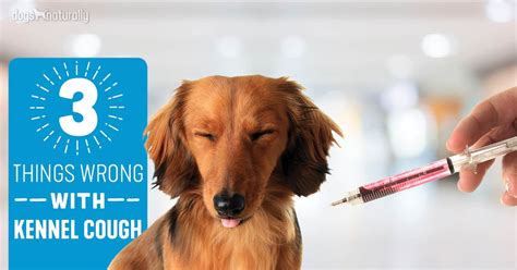 3 Critical Problems With The Kennel Cough Vaccine