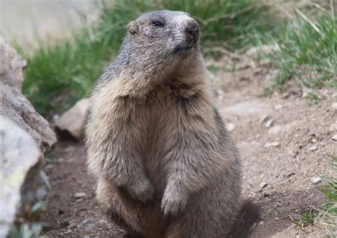 Marmot Behavior - AnimalBehaviorCorner