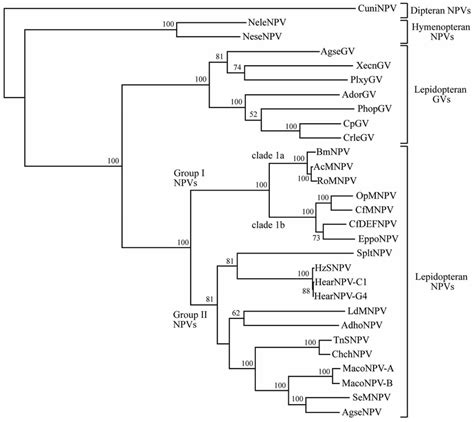 Baculovirus Genome Phylogeny. Based on the concatenated amino acid... | Download Scientific Diagram