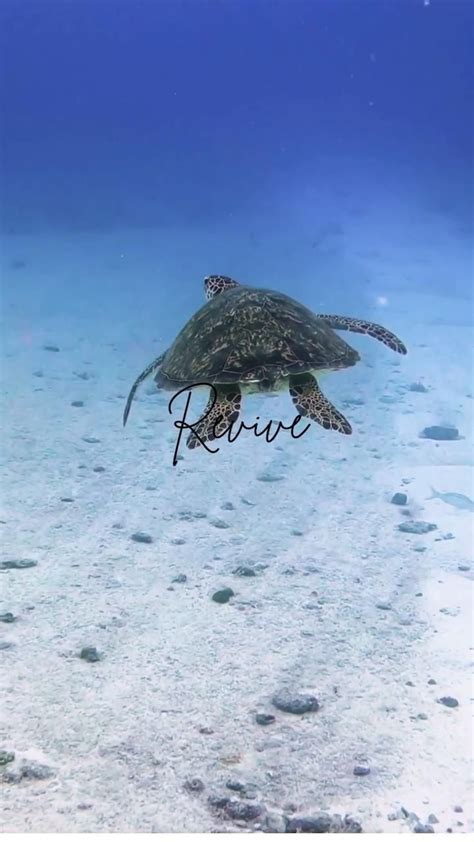 Hymn to the Sea | Sea turtle, Turtle, Animals