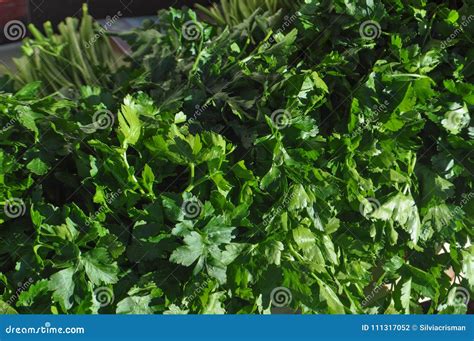 Parsley aka cilantro stock photo. Image of nutrition - 111317052