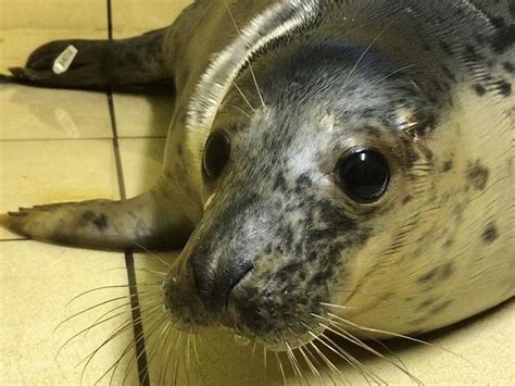 Rescued seal pups released back into the wild | Guernsey Press