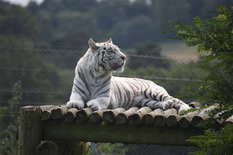 A review of our day out at West Midlands Safari Park West Midland ...