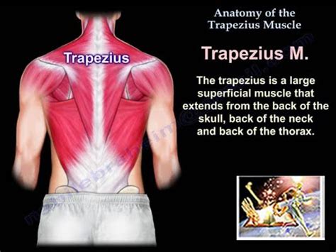 Anatomy Of The Trapezius Muscle - Everything You Need To Know - Dr. Nabil Ebraheim - YouTube